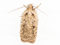 Agonopterix scopariella